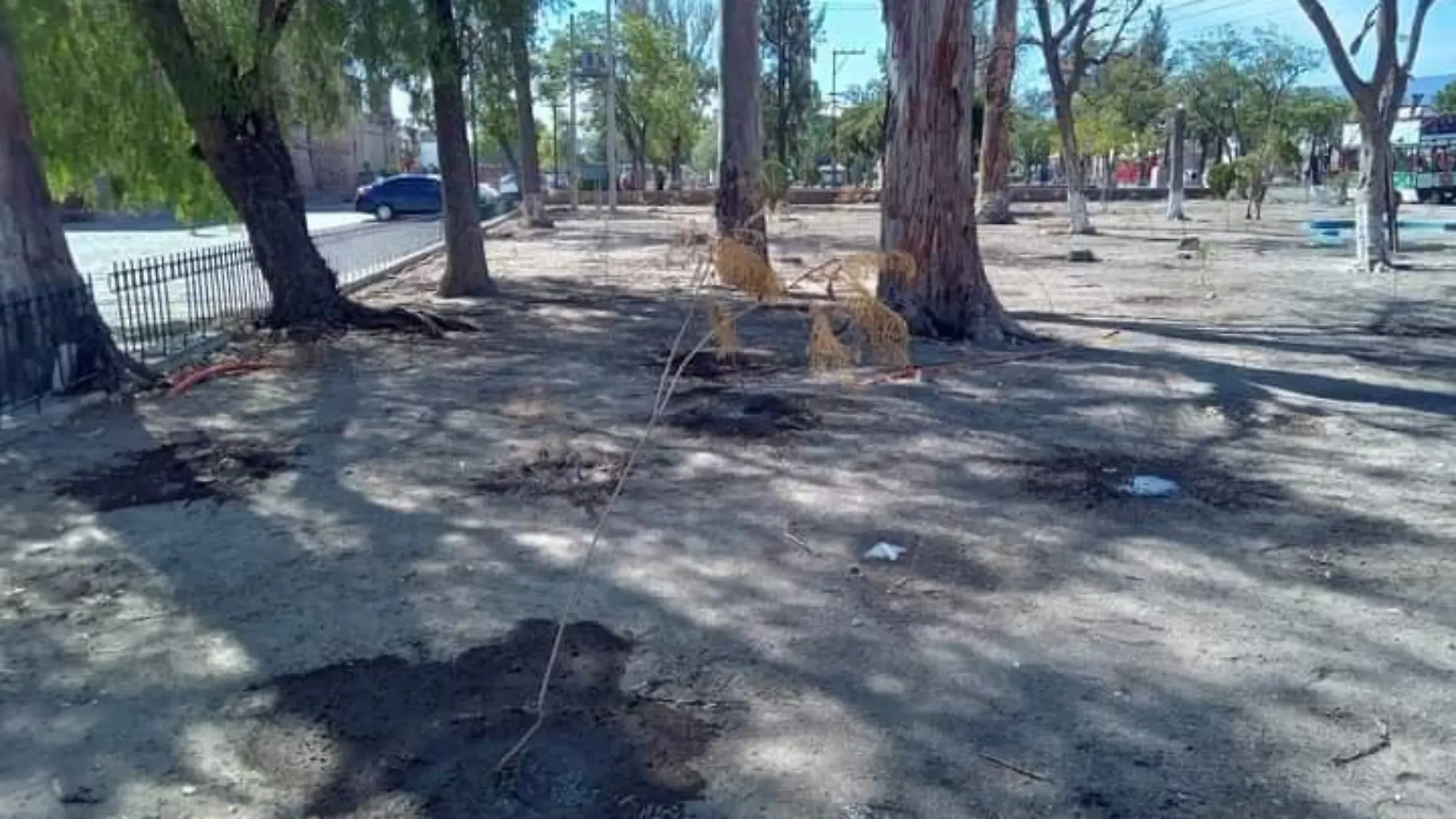 reforestación en San Juan de Guadalupe